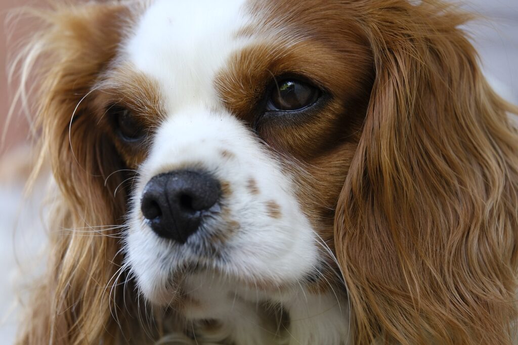 Cavalier King Charles Spaniels frequently have a heart murmur